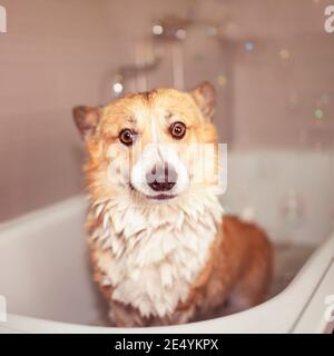 Lustige pembroke Corgi Hund Welpen steht im Badezimmer mit Schaum und Seifenblasen Stockfoto