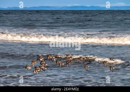 HERDE VON STEINWÄLDERN ARENARIA INTERPRES IM FLUG ÜBER DEM MEER IM WINTER MORAY KÜSTE SCHOTTLAND Stockfoto