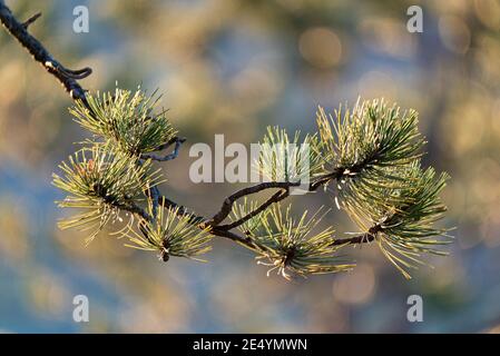 Nahaufnahme eines sonnenbeschienenen Kiefernbauges mit Nadelblättern Und Bokeh Hintergrund Stockfoto