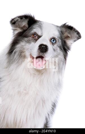 Alte blaue Merle Grenze Collie Hund vor einem Weißer Hintergrund Stockfoto