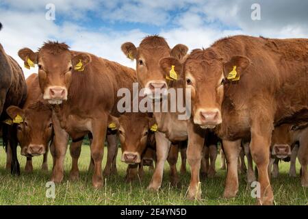 Herde von Limousin Färsen Blick hinunter und Umgebung Bauer, Yorkshire, Großbritannien. Stockfoto