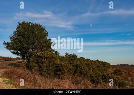 Mond in tagsüber blauer Himmel mit Baum im Vordergrund Stockfoto