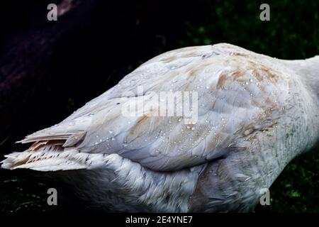 Wassertropfen auf Federn der weißen Gans im Dunkeln Hintergrund Stockfoto