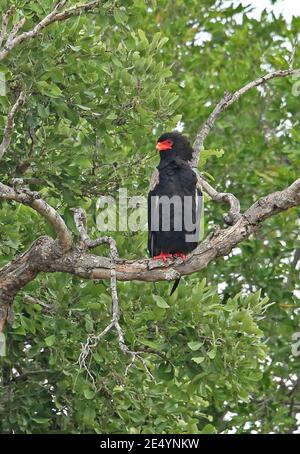 Bateleur (Terathopius ecaudatus) Erwachsener auf dem toten Zweig Kruger NP, Südafrika November Stockfoto