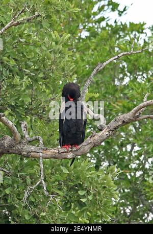 Bateleur (Terathopius ecaudatus) Erwachsener auf toten Zweig preening Brust Kruger NP, Südafrika November Stockfoto