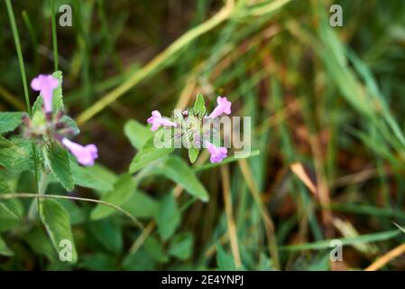 Clinopodium vulgare rosa Blüten aus nächster Nähe Stockfoto