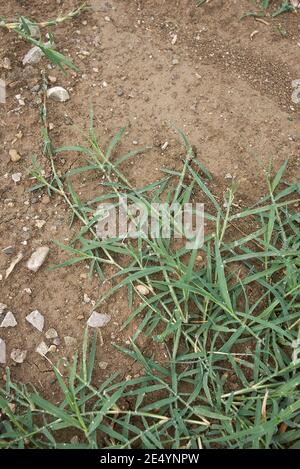 Cynodon dactylon kriechende Pflanze Stockfoto