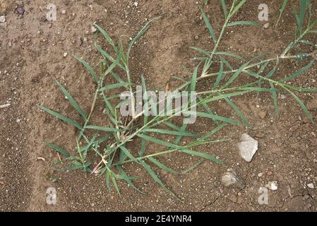Cynodon dactylon kriechende Pflanze Stockfoto