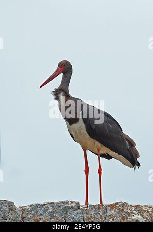 Schwarzer Storch (Ciconia nigra) Erwachsener steht auf dem Felsen Kruger NP, Südafrika November Stockfoto
