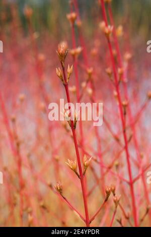 Cornus sanguinea 'Winterfeuer' im Frühjahr. Stockfoto