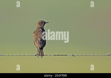 Südliche Anteater-Chat (Myrmecocichla formicivora) Erwachsene auf Stacheldraht Zaun Wakkerstroom, Südafrika thront November Stockfoto