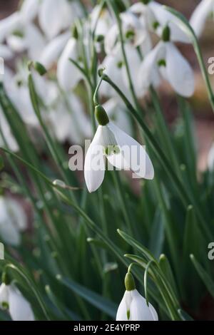 Galanthus "Galatea" Blumen im Winter. Stockfoto