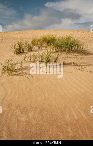 Dune, Jockeys Ridge State Park, OBX, Outer Banks, NC, North Carolina Stockfoto
