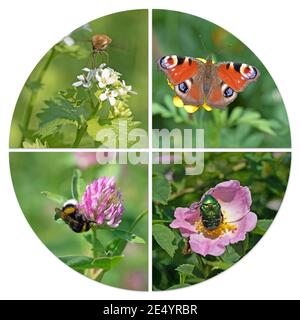 Verschiedene Insekten in einer Collage Stockfoto