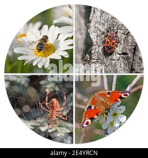 Verschiedene Insekten in einer Collage Stockfoto