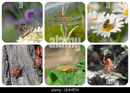 Verschiedene Insekten in einer Collage Stockfoto