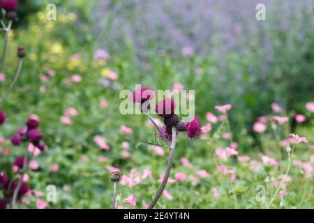 Cirsium rivulare 'Atropurpureum' Blumen. Stockfoto