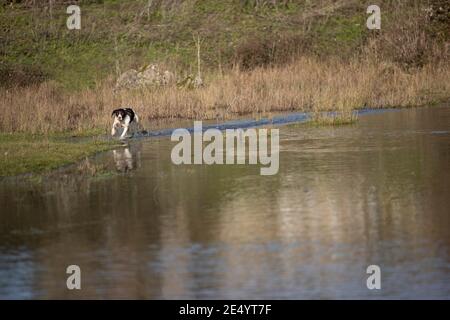 English Springer Spaniel Stockfoto