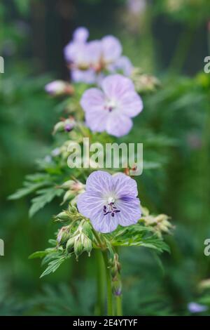 Geranium pratense 'Mrs Kendall Clark' Blumen. Stockfoto