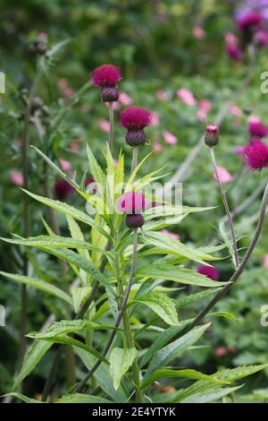 Cirsium rivulare 'Atropurpureum' Blumen. Stockfoto