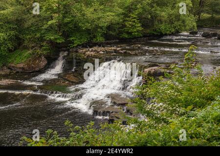 The Middle Falls of the Aysgarth Falls, North Yorkshire, England, Großbritannien Stockfoto