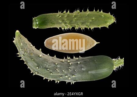 Cucumis sativus, Gurke, Nahaufnahme, Früchte und Samen Stockfoto