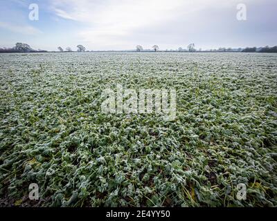 Frost auf den Blättern der Ernte im Winter Stockfoto