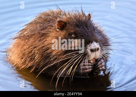 Haltern am See, NRW, Deutschland. Januar 2021. Der ca. 4 Monate alte Jungtier findet bereits sein eigenes Futter und knabscht auf einer Eichel. Eine wilde Coypu-Mutter (Myocastor coypus), auch bekannt als Nutria, und ihre kleinen Jungtiere sonnen sich im Wasser und schlemmen an einem herrlich sonnigen und milden Tag Zweige und Eicheln am Halternsee. Kredit: Imageplotter/Alamy Live Nachrichten Stockfoto