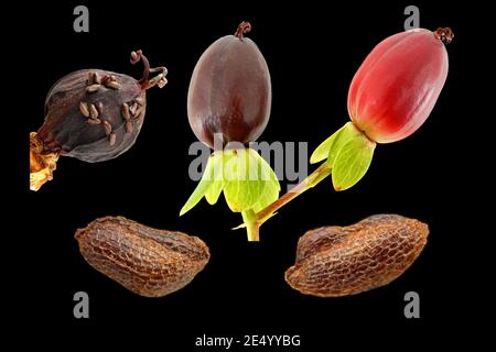 Hypericum androsaemum, tutsan, Blut-Johanniskraut, Nahaufnahme, Früchte und Samen Stockfoto