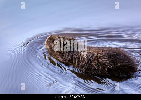 Haltern am See, NRW, Deutschland. Januar 2021. Der etwa 4 Monate alte Jugendliche schwimmt in der Nachmittagssonne. Eine wilde Coypu-Mutter (Myocastor coypus), auch bekannt als Nutria, und ihre kleinen Jungtiere sonnen sich im Wasser und schlemmen an einem herrlich sonnigen und milden Tag Zweige und Eicheln am Halternsee. Kredit: Imageplotter/Alamy Live Nachrichten Stockfoto