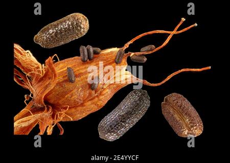 Hypericum perforatum, Johanniskraut, Echtes Johanniskraut, Nahaufnahme, Früchte und Samen Stockfoto