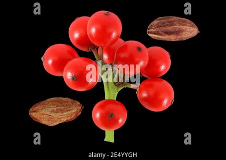 Ilex aquifolium, Holly, Stechpalme, close up, Früchte und Samen, Beere Stockfoto