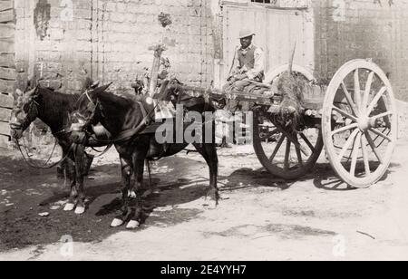 Vintage 19. Jahrhundert Foto: Bauern Wagen gezogen von einem Paar Pferde, Süditalien. Sommer Studio. Stockfoto