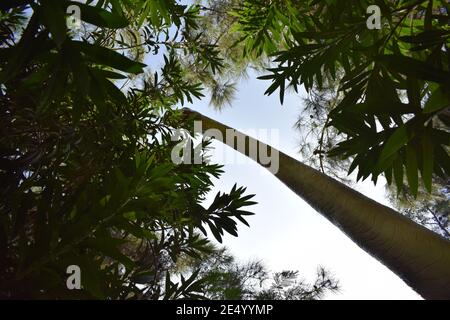 Dinosaurier Statue von Brachiosaurus im Waldpark in der Natur für Hintergrund. Realistisches Modell im Dinopark in der Türkei, Goynuk. Dinosaurier aus prähistorischer Zeit. Stockfoto