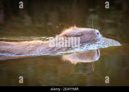 Haltern am See, NRW, Deutschland. Januar 2021. Die Coypu Mama schwimmt in der Nachmittagssonne. Eine wilde Coypu-Mutter (Myocastor coypus), auch bekannt als Nutria, und ihre kleinen Jungtiere sonnen sich im Wasser und schlemmen an einem herrlich sonnigen und milden Tag Zweige und Eicheln am Halternsee. Kredit: Imageplotter/Alamy Live Nachrichten Stockfoto