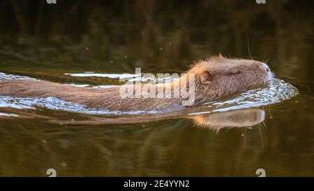 Haltern am See, NRW, Deutschland. Januar 2021. Die Coypu Mama schwimmt in der Nachmittagssonne. Eine wilde Coypu-Mutter (Myocastor coypus), auch bekannt als Nutria, und ihre kleinen Jungtiere sonnen sich im Wasser und schlemmen an einem herrlich sonnigen und milden Tag Zweige und Eicheln am Halternsee. Kredit: Imageplotter/Alamy Live Nachrichten Stockfoto