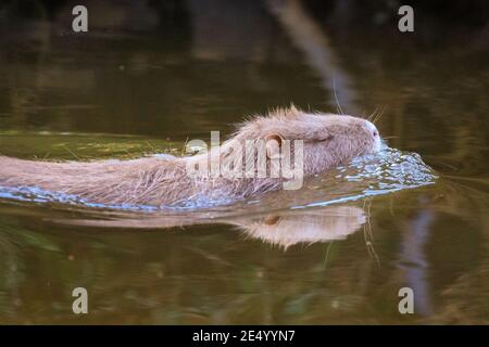 Haltern am See, NRW, Deutschland. Januar 2021. Die Coypu Mama schwimmt in der Nachmittagssonne. Eine wilde Coypu-Mutter (Myocastor coypus), auch bekannt als Nutria, und ihre kleinen Jungtiere sonnen sich im Wasser und schlemmen an einem herrlich sonnigen und milden Tag Zweige und Eicheln am Halternsee. Kredit: Imageplotter/Alamy Live Nachrichten Stockfoto