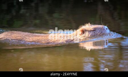 Haltern am See, NRW, Deutschland. Januar 2021. Die Coypu Mama schwimmt in der Nachmittagssonne. Eine wilde Coypu-Mutter (Myocastor coypus), auch bekannt als Nutria, und ihre kleinen Jungtiere sonnen sich im Wasser und schlemmen an einem herrlich sonnigen und milden Tag Zweige und Eicheln am Halternsee. Kredit: Imageplotter/Alamy Live Nachrichten Stockfoto