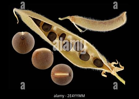 Lathyrus odoratus, süße Erbse, Duftende Platterbse, Nahaufnahme, Früchte und Samen, Samenschote Stockfoto