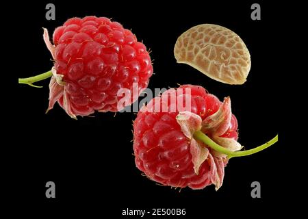 Rubus idaeus, Himbeere, Himbeere, Nahaufnahme, Früchte und Samen, Beere Stockfoto