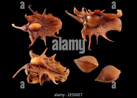 Rumex obtusifolius, Laubdock, Stumpfblätter Ampfer, Nahaufnahme, Früchte und Samen Stockfoto