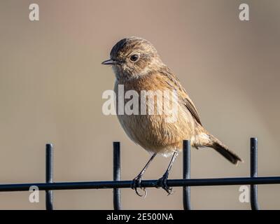 Ein weiblicher Steinechat (Saxicola torquatus) im Naturschutzgebiet Beddington Farmlands in Sutton, London. Stockfoto
