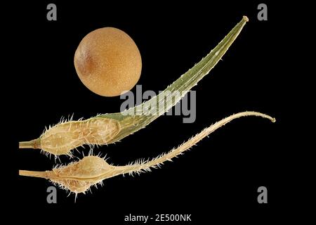 Sinapis alba, Weisser Senf, Früchte und Samen Stockfoto