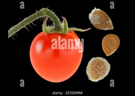 Solanum lycopersicum, Tomate, Nahaufnahme, Früchte und Samen, Beere Stockfoto