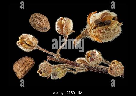 Verbascum nigrum, Schwarze Königskerze, close up, Früchte und Samen Stockfoto