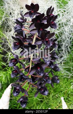 Die einzigartige dunkle Blume von SVO After Dark Black Pearl Orchideen Stockfoto