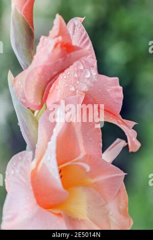 Große charmante echte pfirsichfarbenen blühenden Gladiolus im Sommergarten Stockfoto