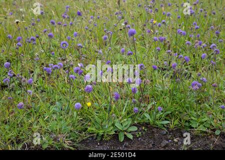 Gewöhnlicher Teufelsabbiss, Abbiss, Teufelwurz, Teufelsbiss, Sumpf-Skabiose, Succisa pratensis, Scabiosa succisa, Devil's-Bit, Devil's-Bit Scabious, L Stockfoto