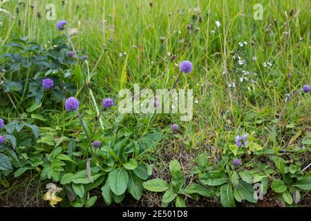 Gewöhnlicher Teufelsabbiss, Abbiss, Teufelwurz, Teufelsbiss, Sumpf-Skabiose, Succisa pratensis, Scabiosa succisa, Devil's-Bit, Devil's-Bit Scabious, L Stockfoto