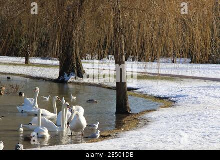 Bedford, Großbritannien. Januar 2021. Schwäne schwimmen auf dem Fluss mit einer Schneedecke an Land mit Schnee, der am Sonntag über einen großen Teil des Südens und des Ostens des Landes gefallen ist, kam die Sonne für Montag heraus. Blue Skies und Sonnenschein ließen die kleinsten Dinge malerisch aussehen. Bedford hatte den ersten signifikanten Schneefall seit mehreren Jahren. Bedford, Großbritannien Montag, der 25. Januar 2021 Credit: KEITH MAYHEW/Alamy Live News Stockfoto